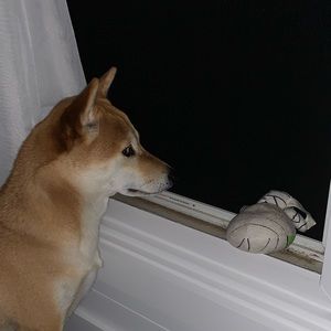 Meet your Posher, Brent